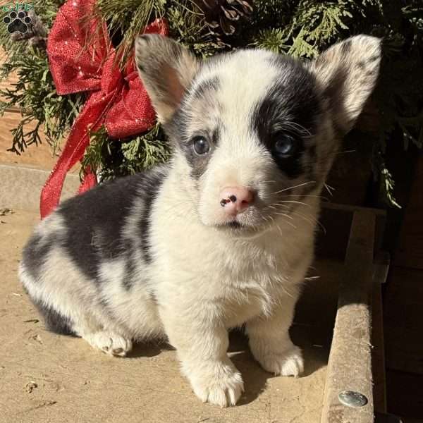 Donner, Pembroke Welsh Corgi Puppy